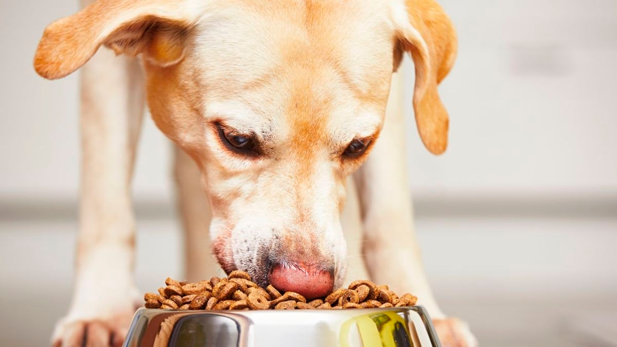 Alimentos sin cereales para perros