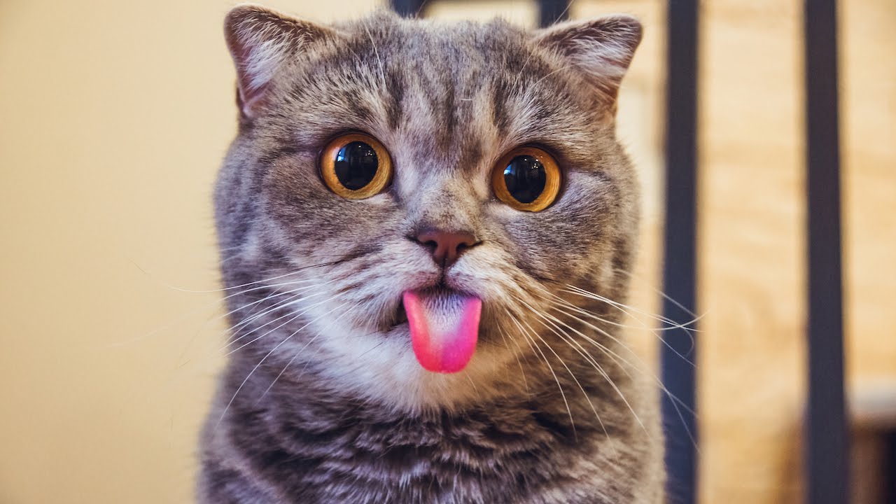 ¿Por qué los gatos sacan la lengua? – Mister Mascotas