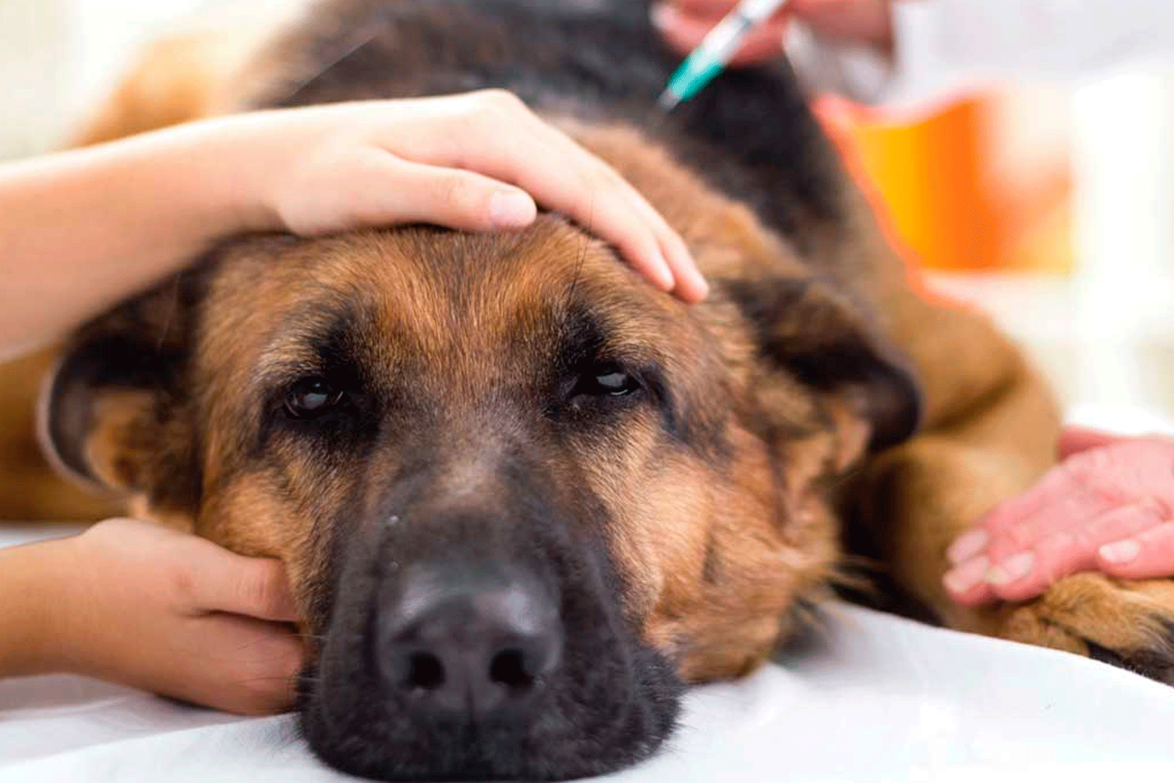 Mascotas con enfermedades crónicas: cómo la nutrición puede ayudar en su tratamiento