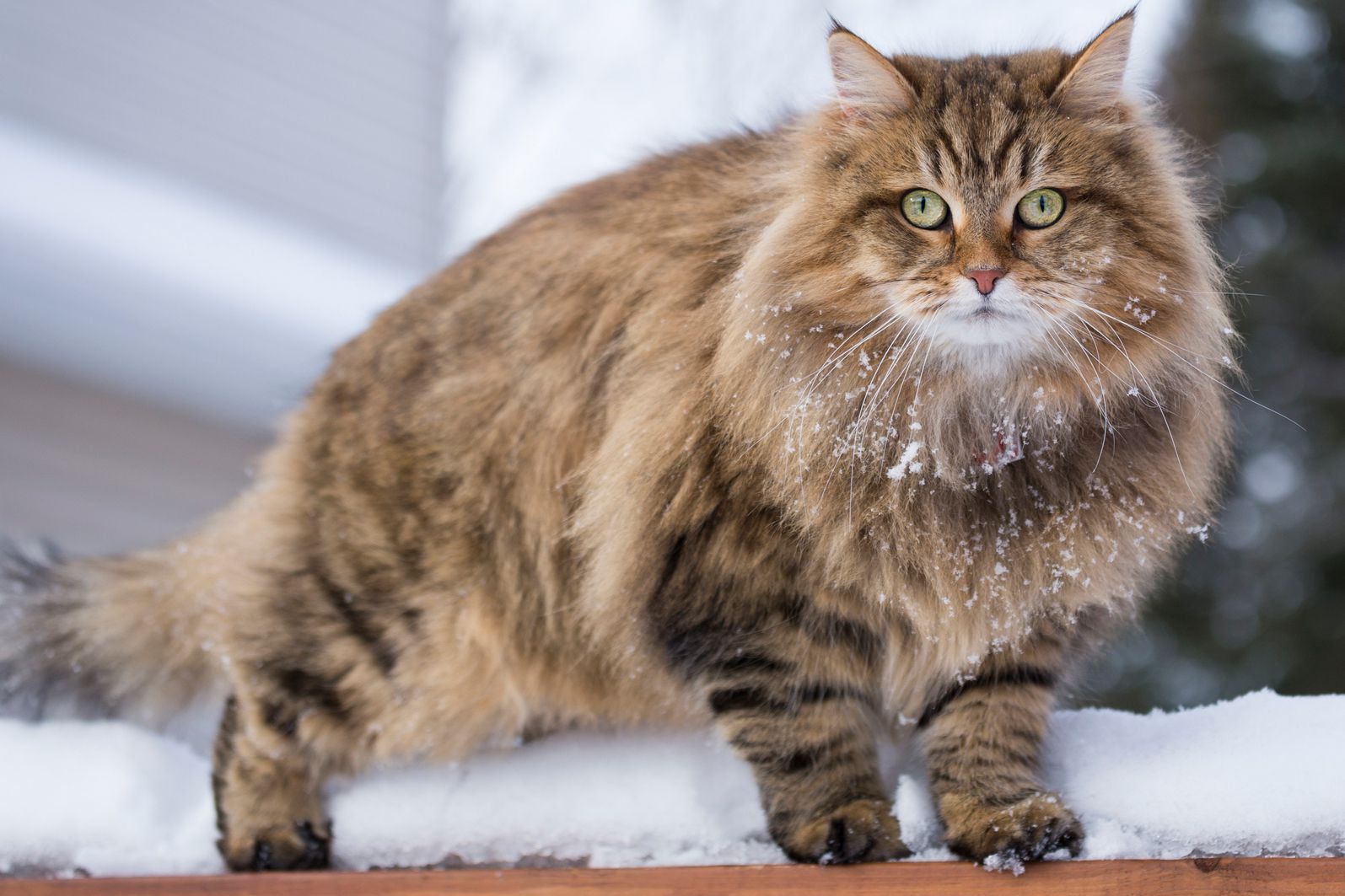 Cómo cuidar a tu gato en el invierno