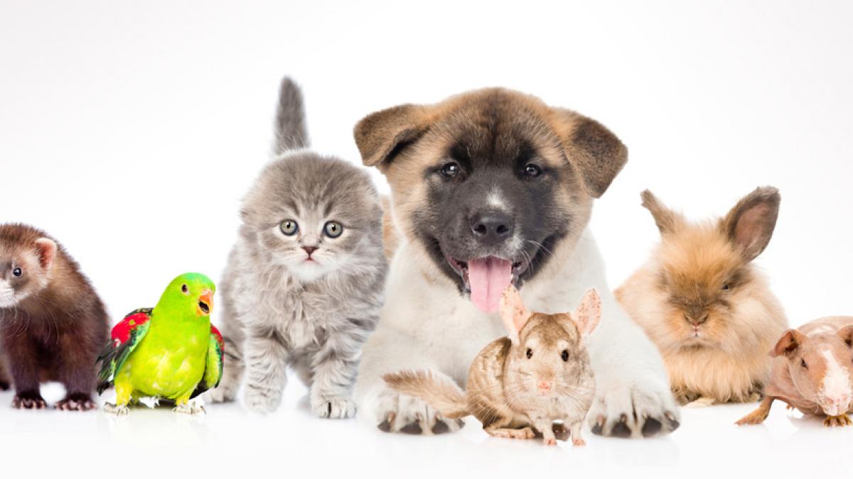 10 Mascotas de bajo mantenimiento que pueden ser fáciles de cuidar