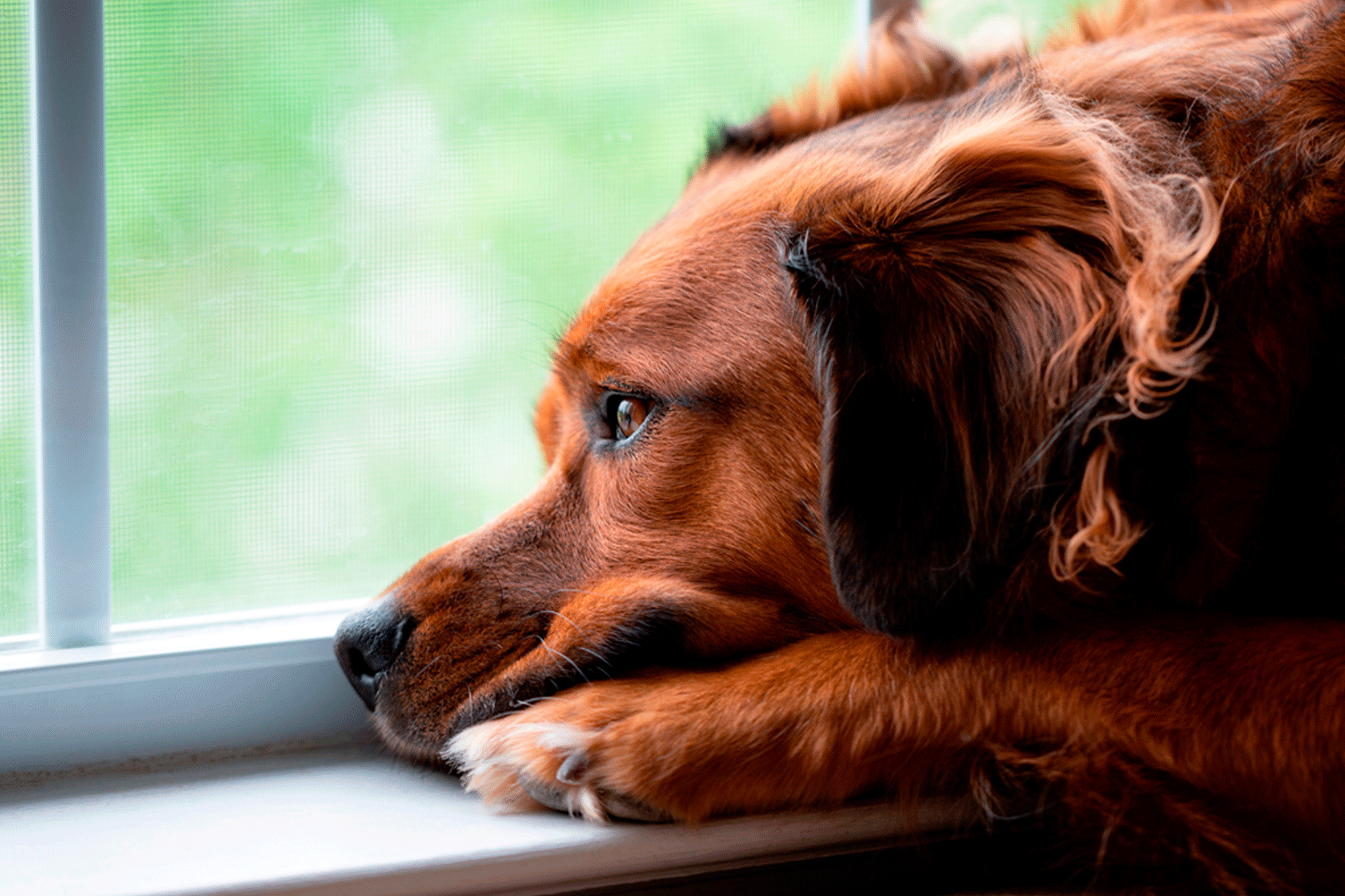Cómo lidiar con la ansiedad por separación en tu perro