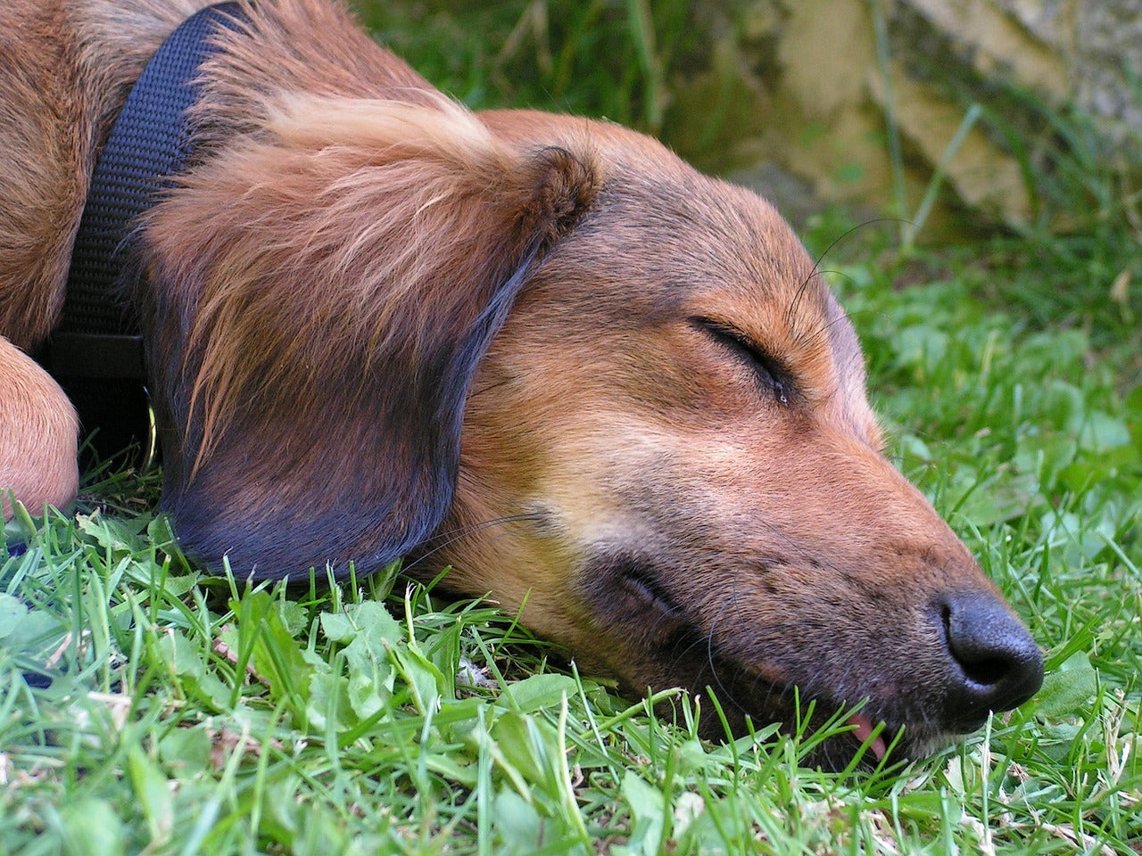 ¿Por qué los perros comen hierba?