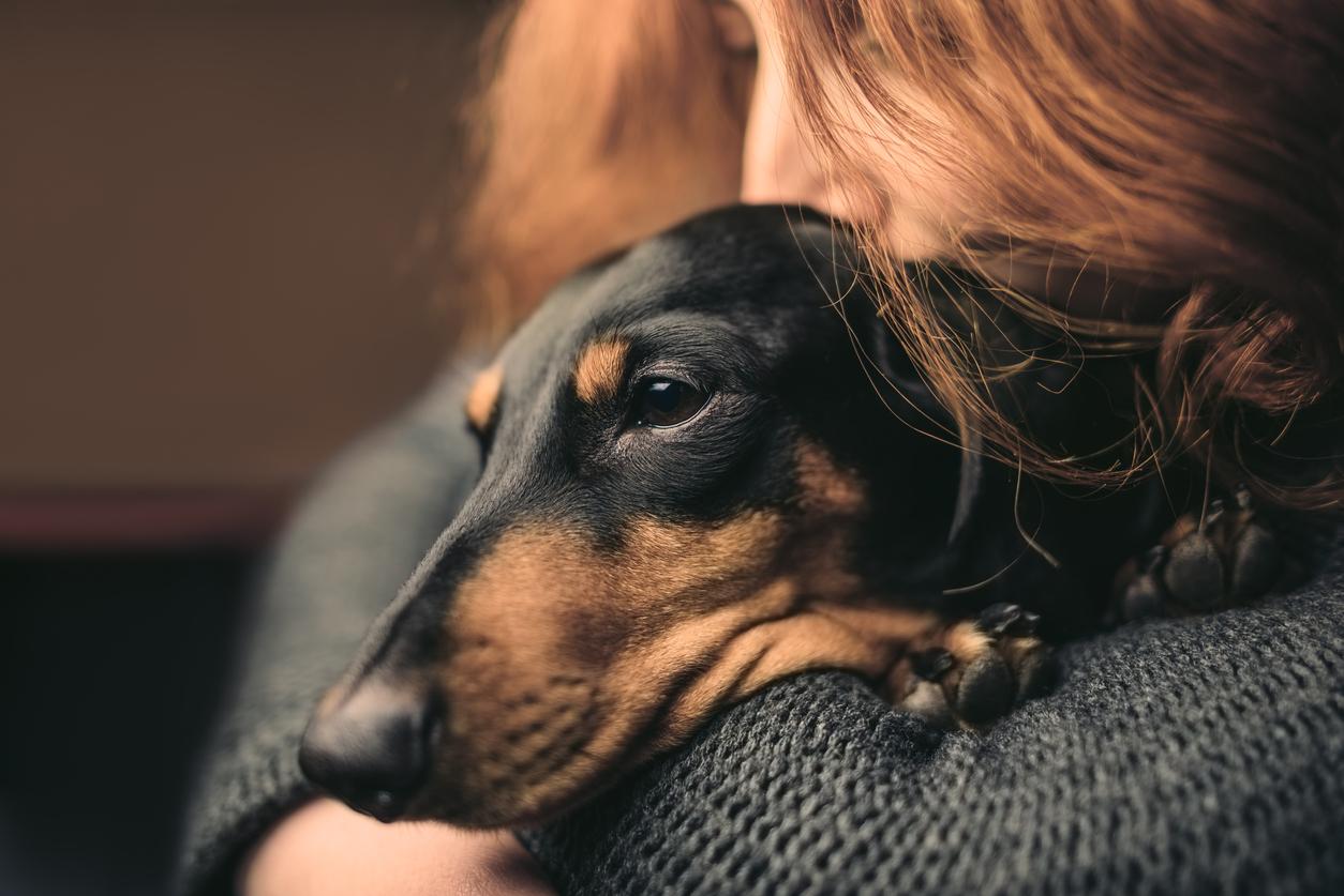Las enfermedades más comunes en perros y gatos: prevención, tratamiento y detección