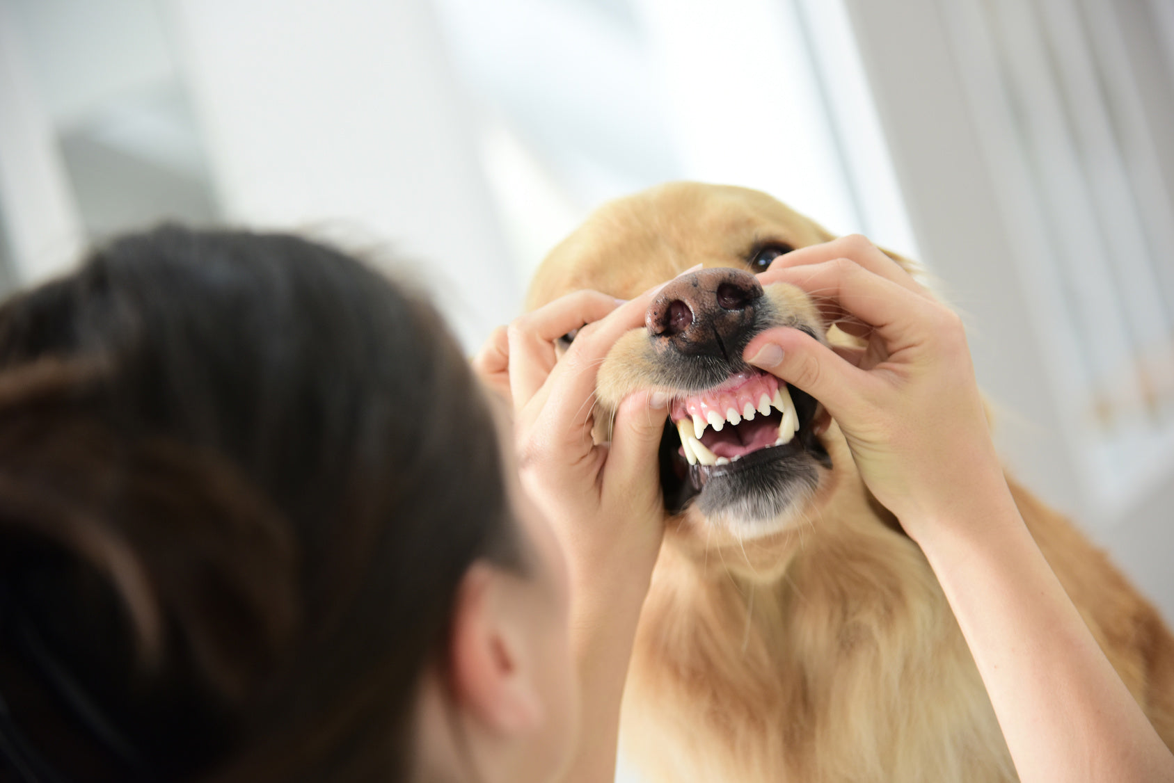 ¿Por qué es importante la salud dental de los perros?