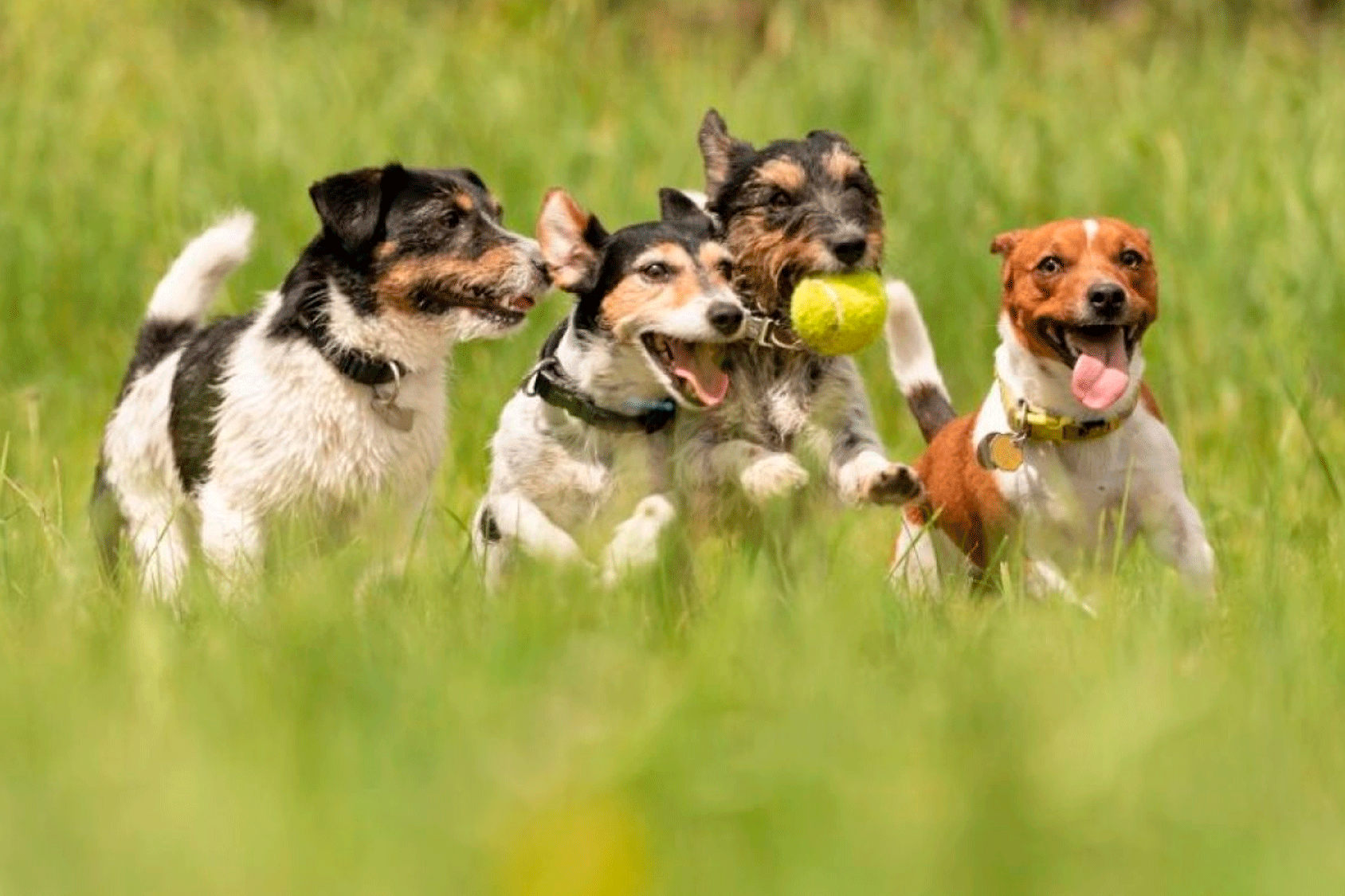 Los perros y el deporte: todo lo que necesitas saber