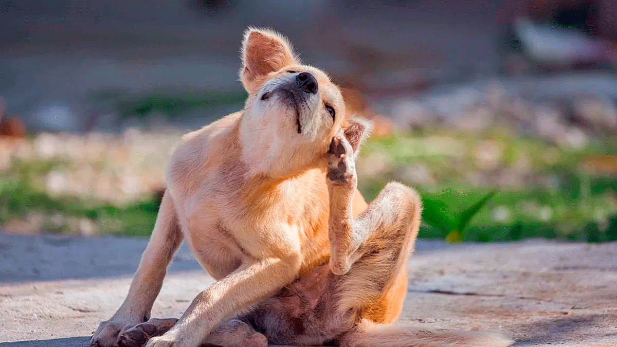 ¿ Como quitar pulgas en un perro ?