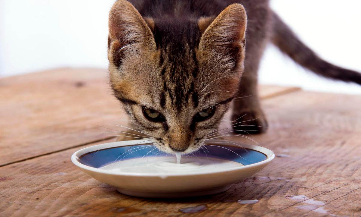 ¿Pueden los gatos beber leche?