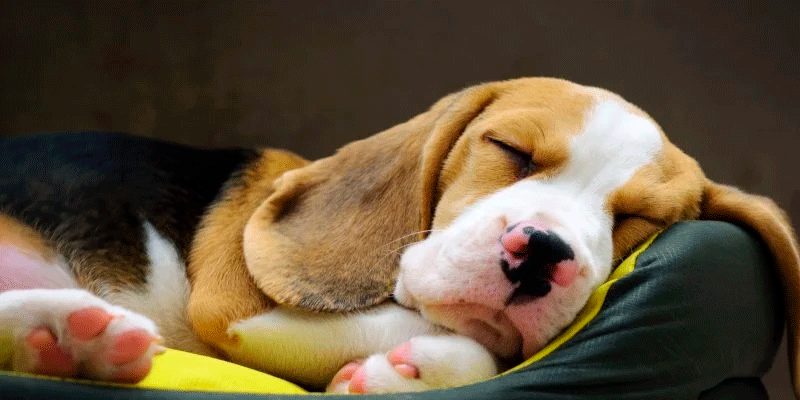 ¿POR QUÉ LOS PERROS TIEMBRAN CUANDO DUERMEN?