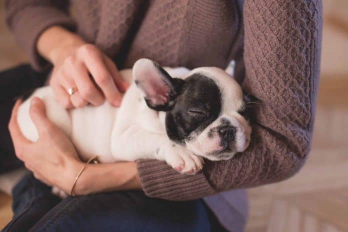 Cómo saber si tu perro tiene fiebre