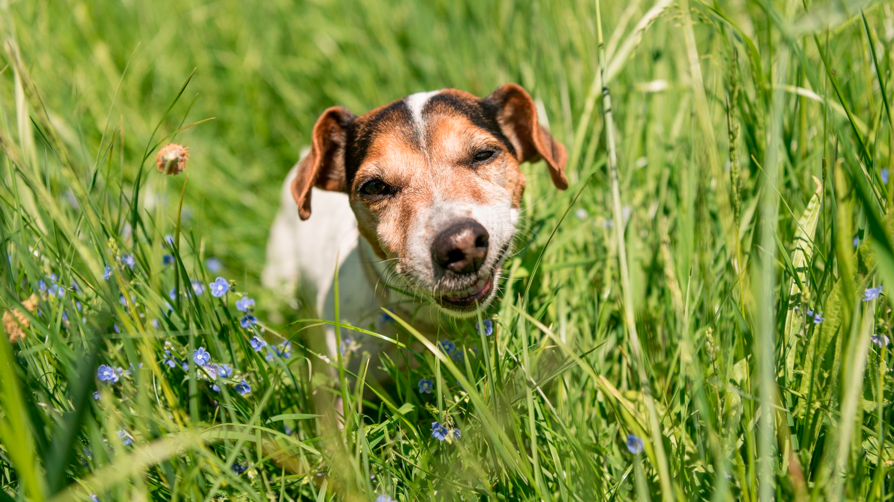 ¿Por qué los perros comen pasto?