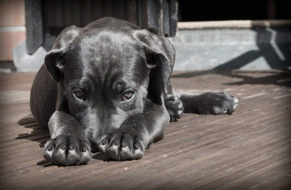 ¿Por qué mi perro pierde pelo?