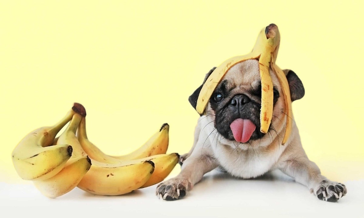 Los perros pueden comer plátano?