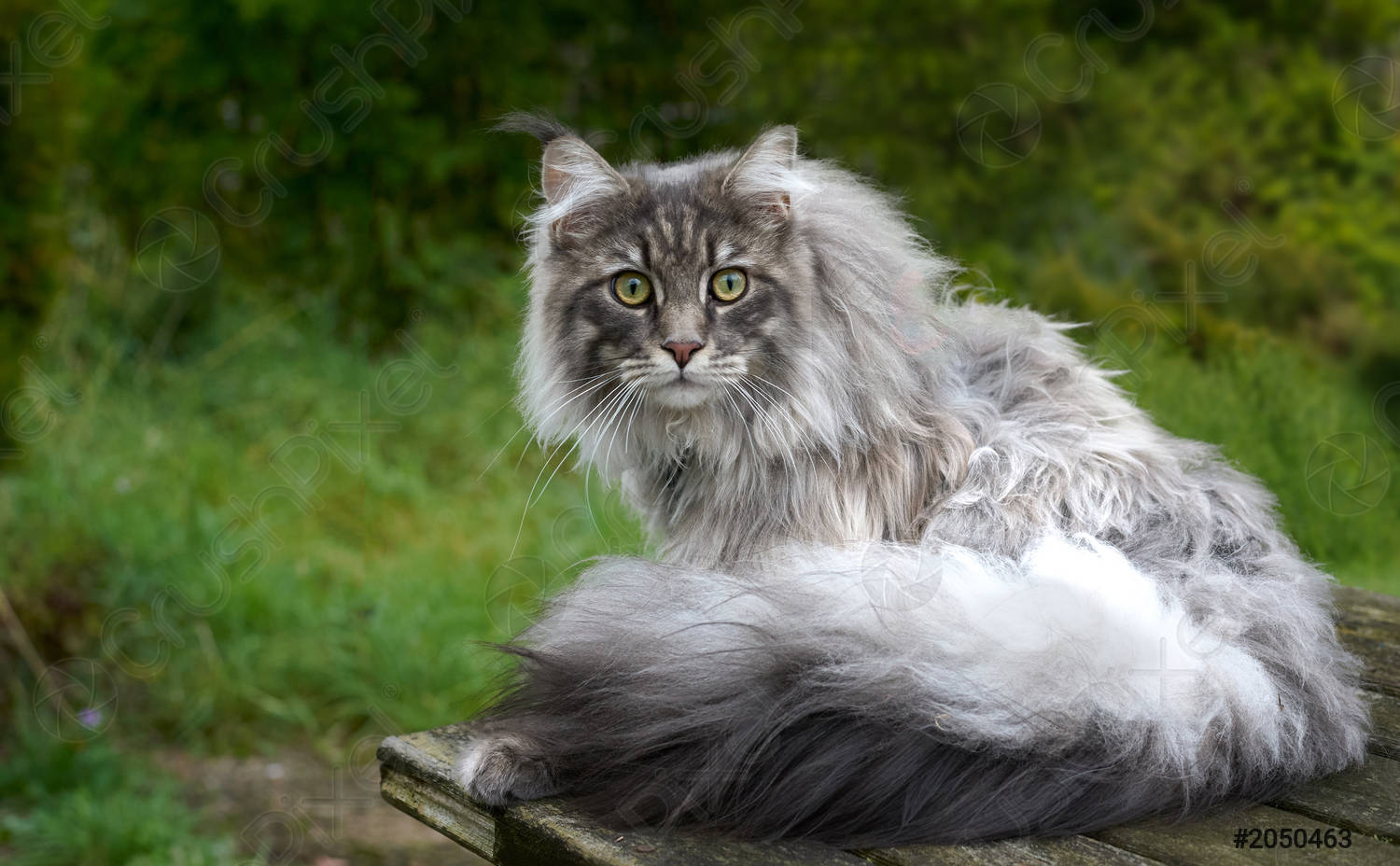 Raza De Gato Maine Coon