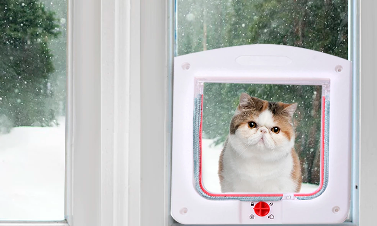 ¿Qué significa cuando aparece un gato en mi puerta?