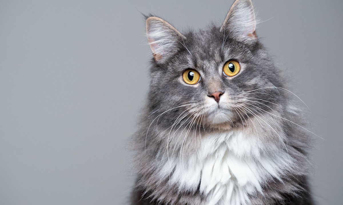 5 razas de gatos ideales para vivir en apartamentos
