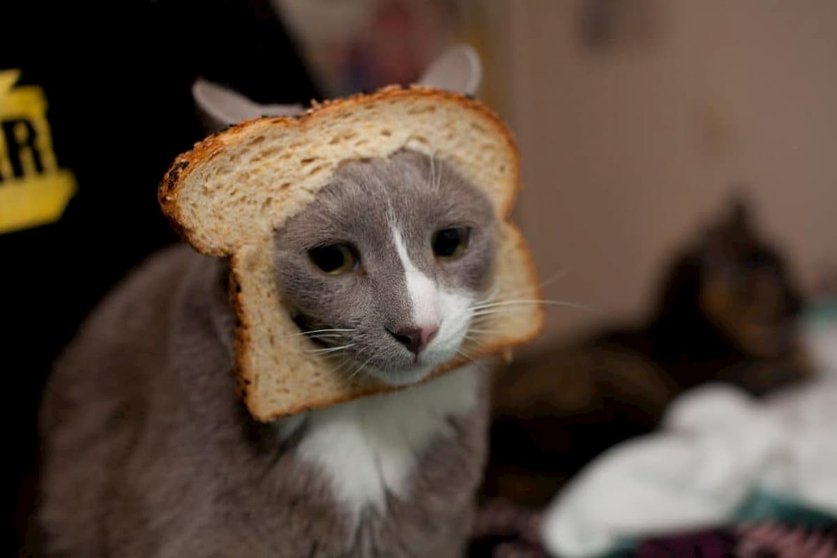 ¿Los gatos pueden comer pan?