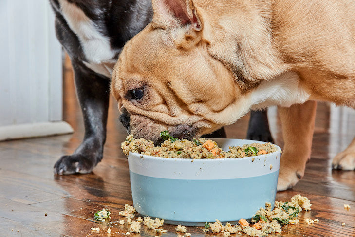 ¿ Cuantas veces debe comer un perro ?