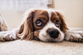 21 - ¿Tu perro no se siente bien? Así te lo hace saber sin hablar