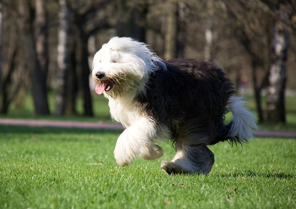 ¿Cómo saber cuántos años tiene realmente tu perro?