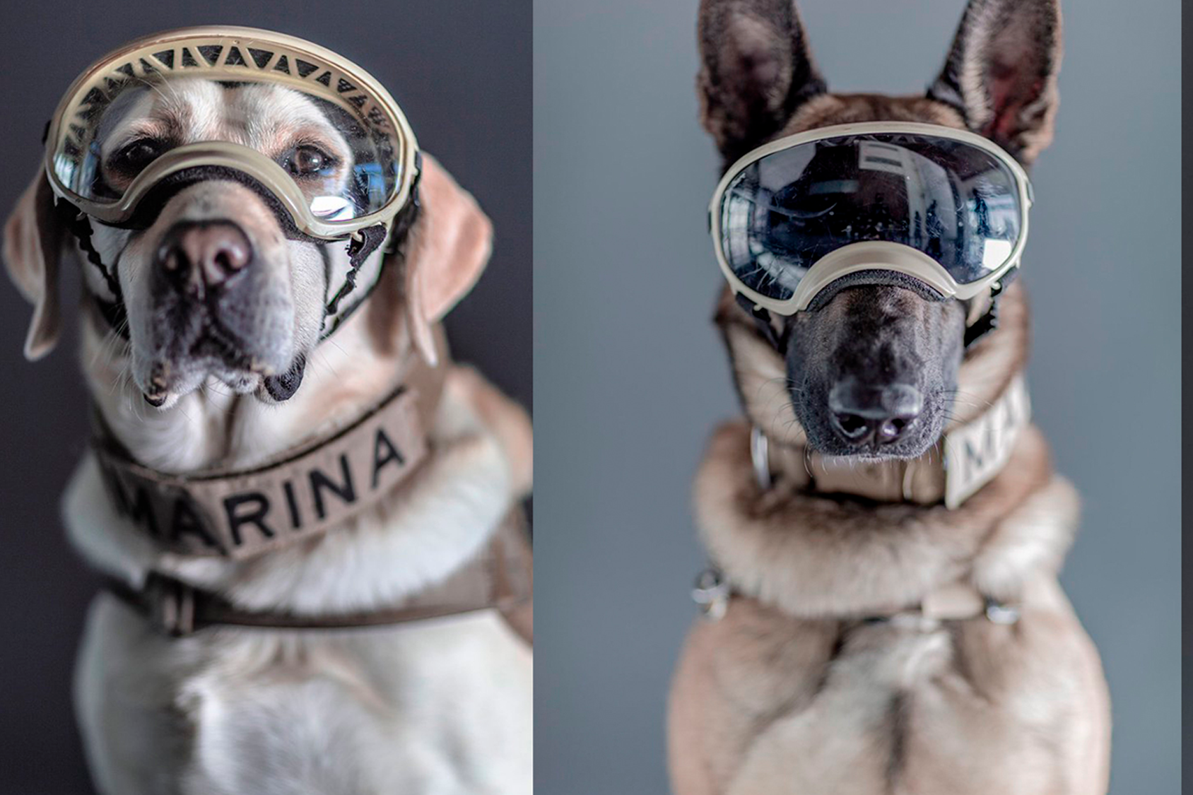 La labor heroica de los perros de rescate: historias de éxito y valentía