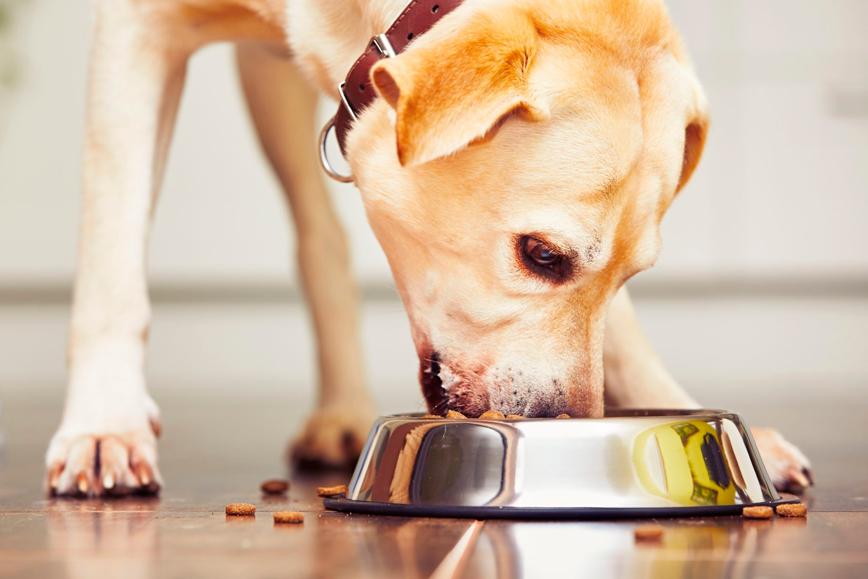 Comida para mascotas con problemas digestivos: ¿cómo encontrar el alimento adecuado?