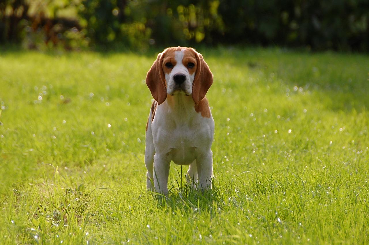 ¿Cuando mi perro deja de ser cachorro?