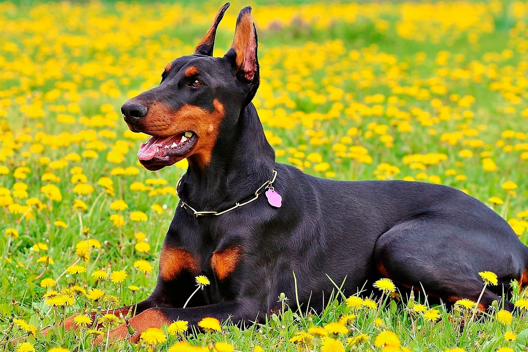 Los mejores consejos para cuidar a tu perro: una guía paso a paso