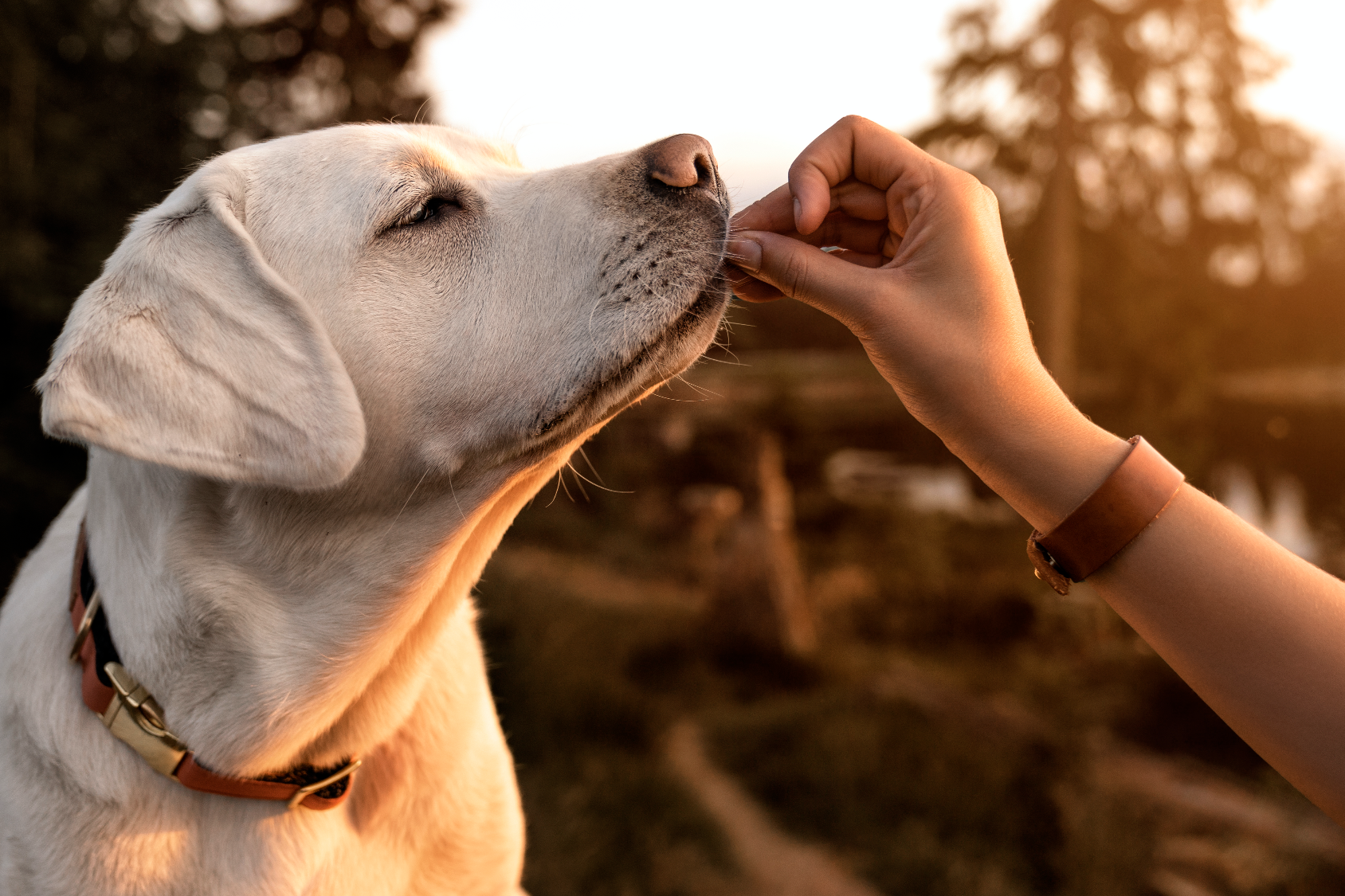 Bienestar canino: consejos para mantener a tu perro feliz y saludable