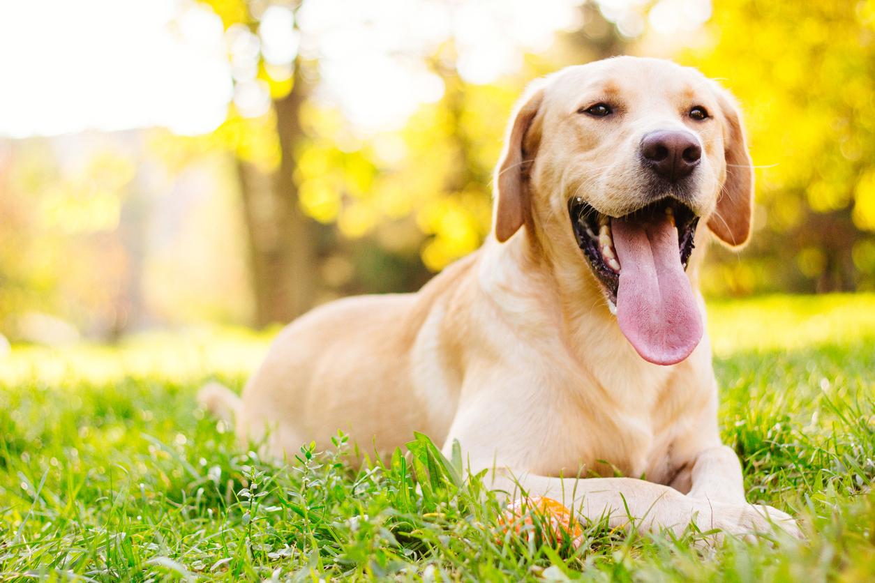 ¿Qué frutas pueden comer los perros?