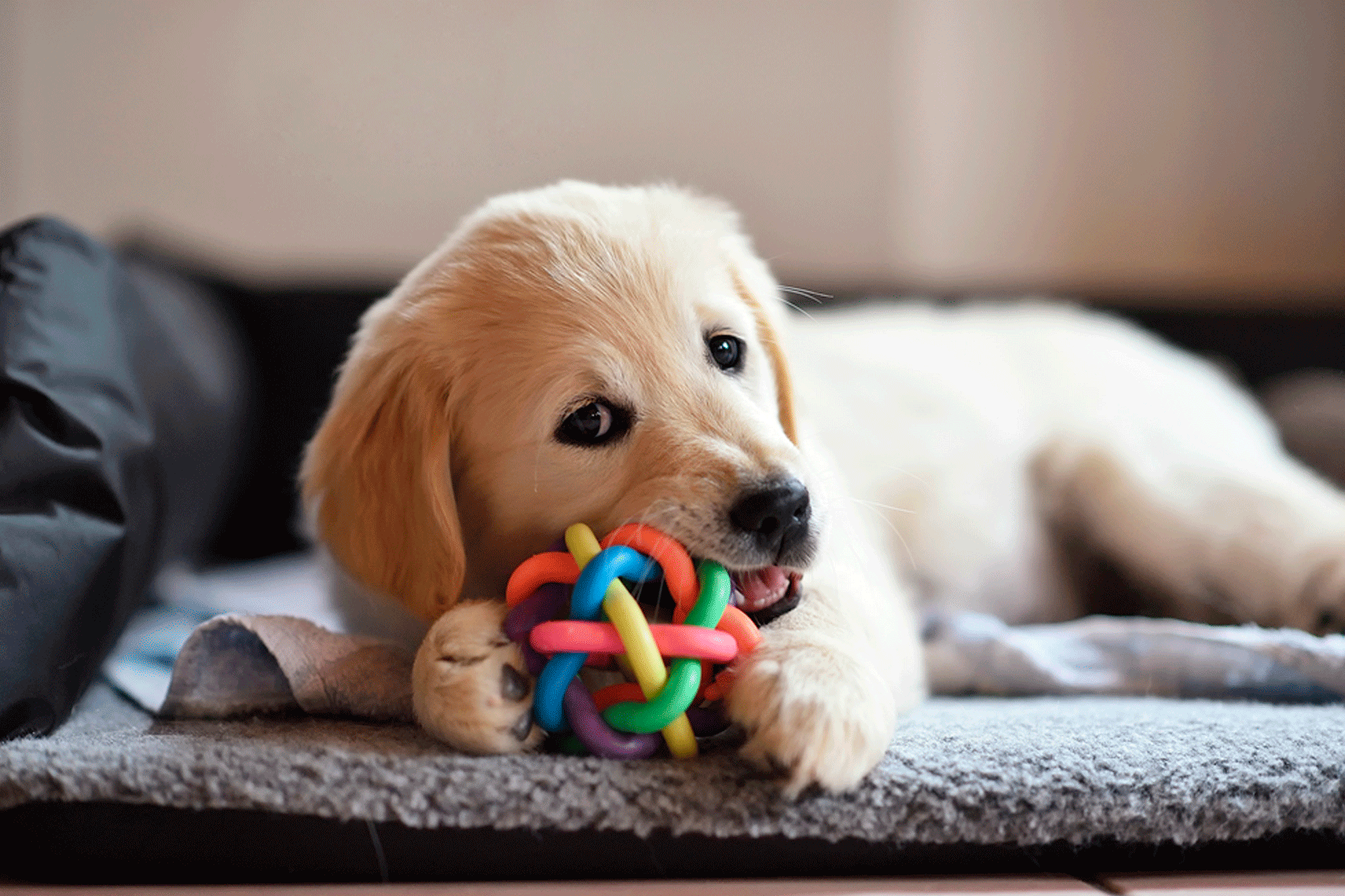 Los mejores juguetes para perros y gatos divi rtete con tu