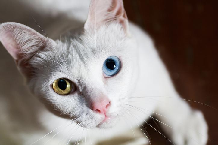 La importancia de la esterilización en gatos: Una guía para cuidar de tu mascota