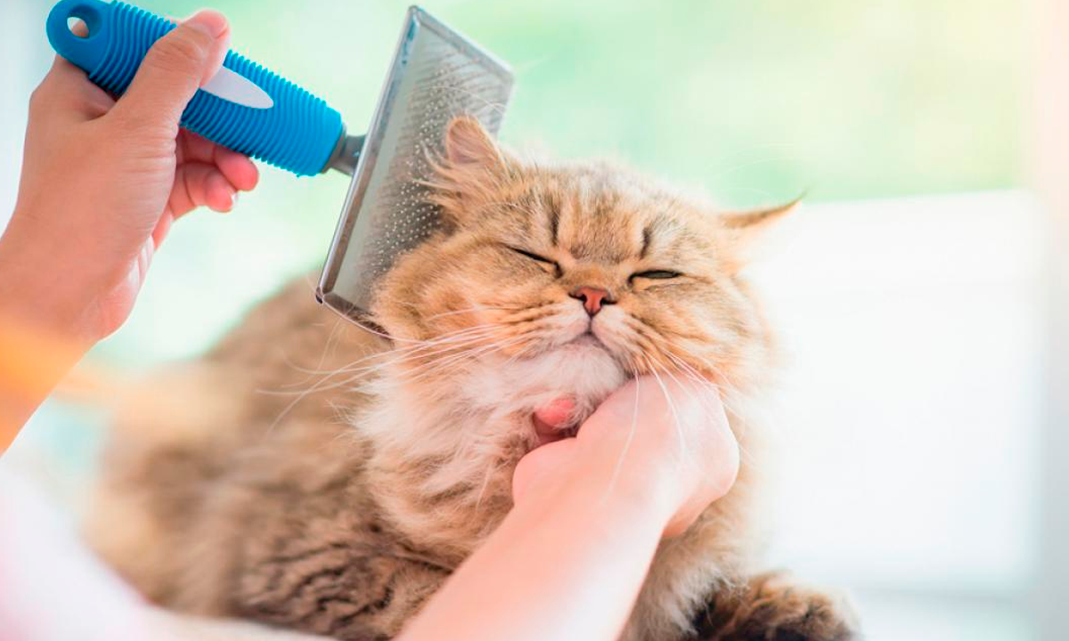 ¿ Cual gato suelta menos pelo ?