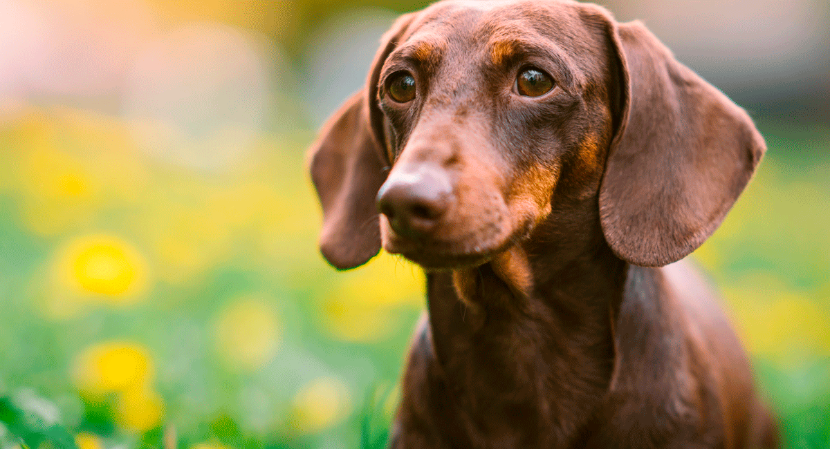 Perro Salchicha: Historia, Cuidados, Entrenamiento y más