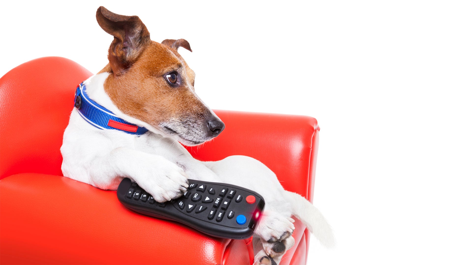 ¿Qué miran los perros y gatos cuando ven la televisión?
