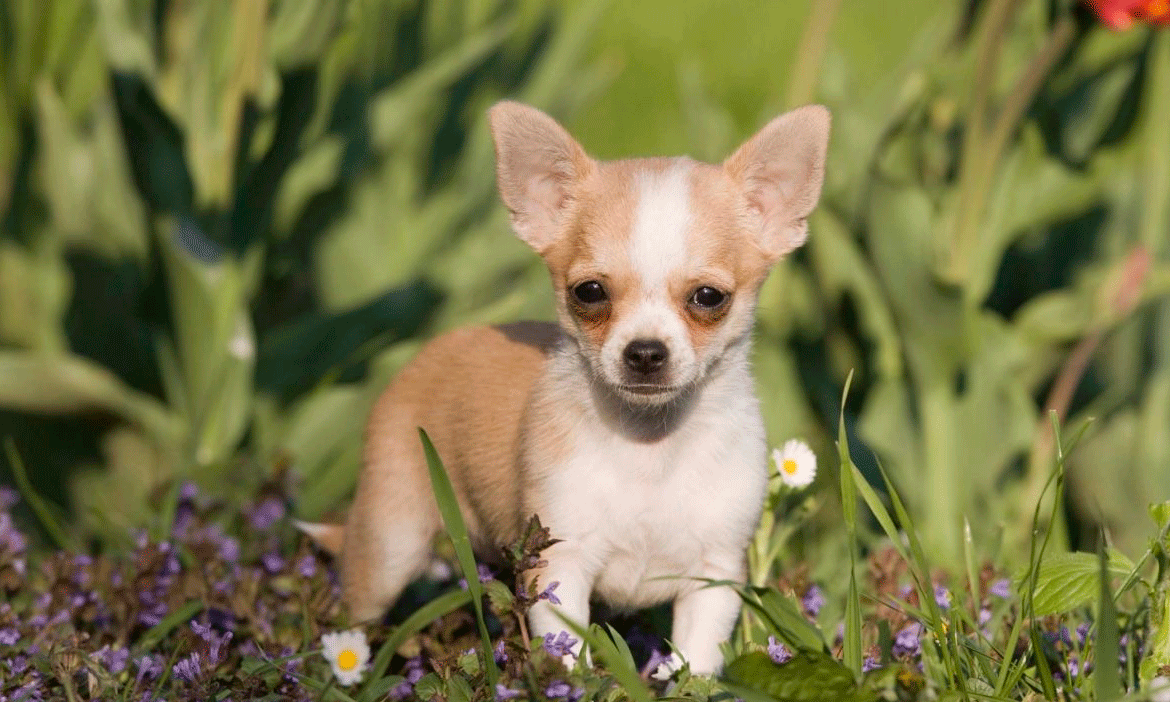 ¿Cuál es el mejor perro para niños y familias?