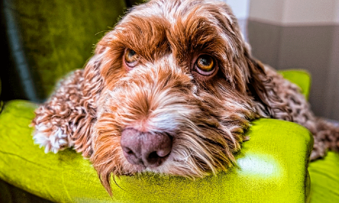 Los mejores productos para el cuidado del pelo de perros y gatos