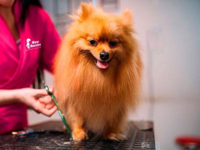 El “peludo” negocio de las mascotas
