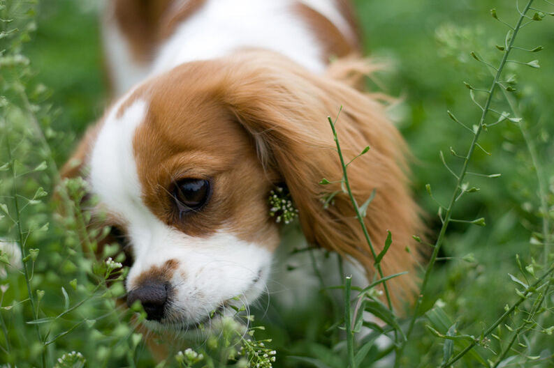 ¿Es mala señal que mi perro coma hierba?
