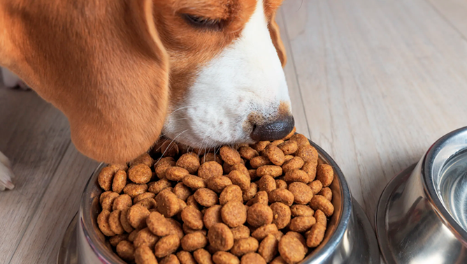 Croquetas para perro adulto