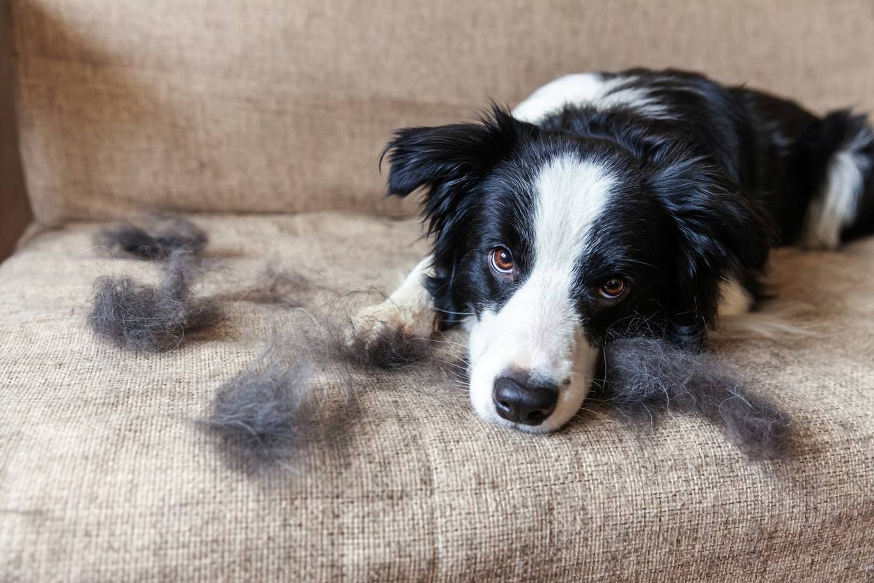 ¿comida para perro para que no se le caiga el pelo?