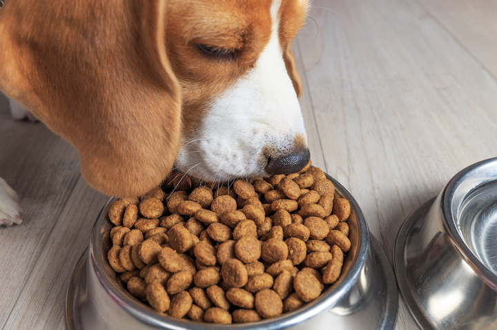 Back 2 Nature, alimento holístico para tu perro