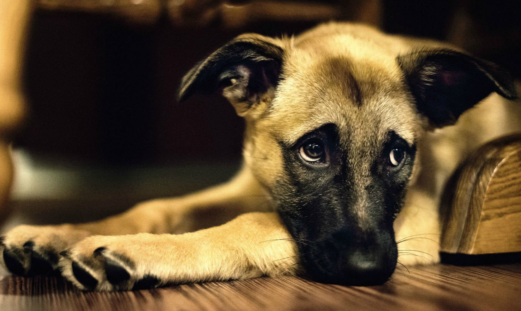 ¿Por qué nuestros peludos se emocionan cuando sus dueños llegan a casa?