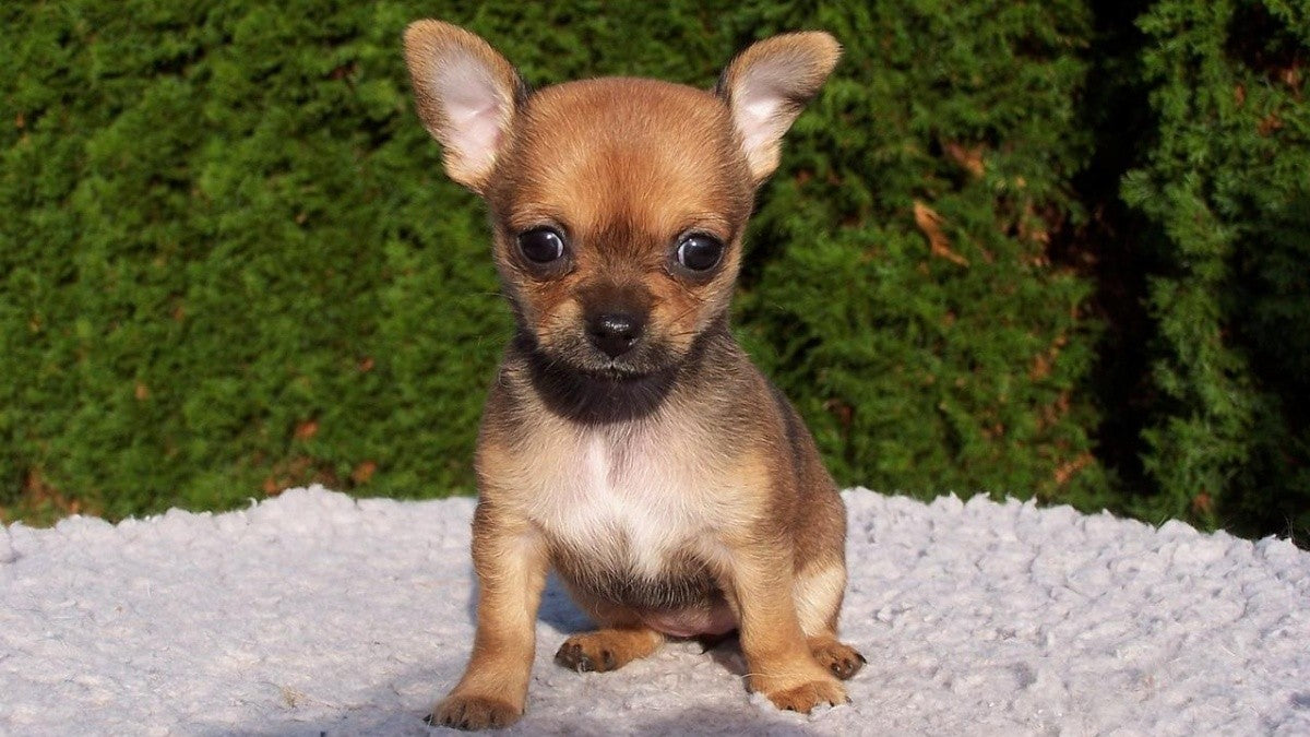 Chihuahua cabeza de manzana