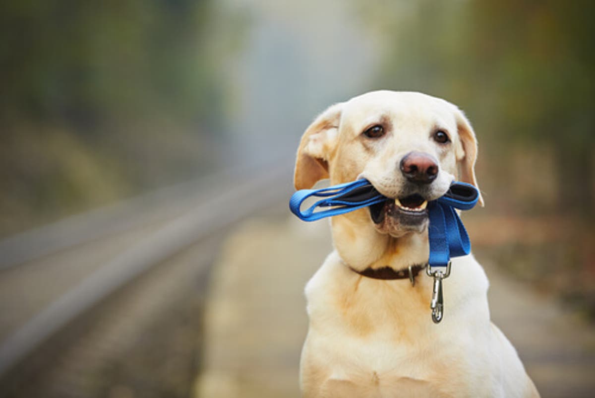 ¿Qué es mejor, arnés o collar para perros?