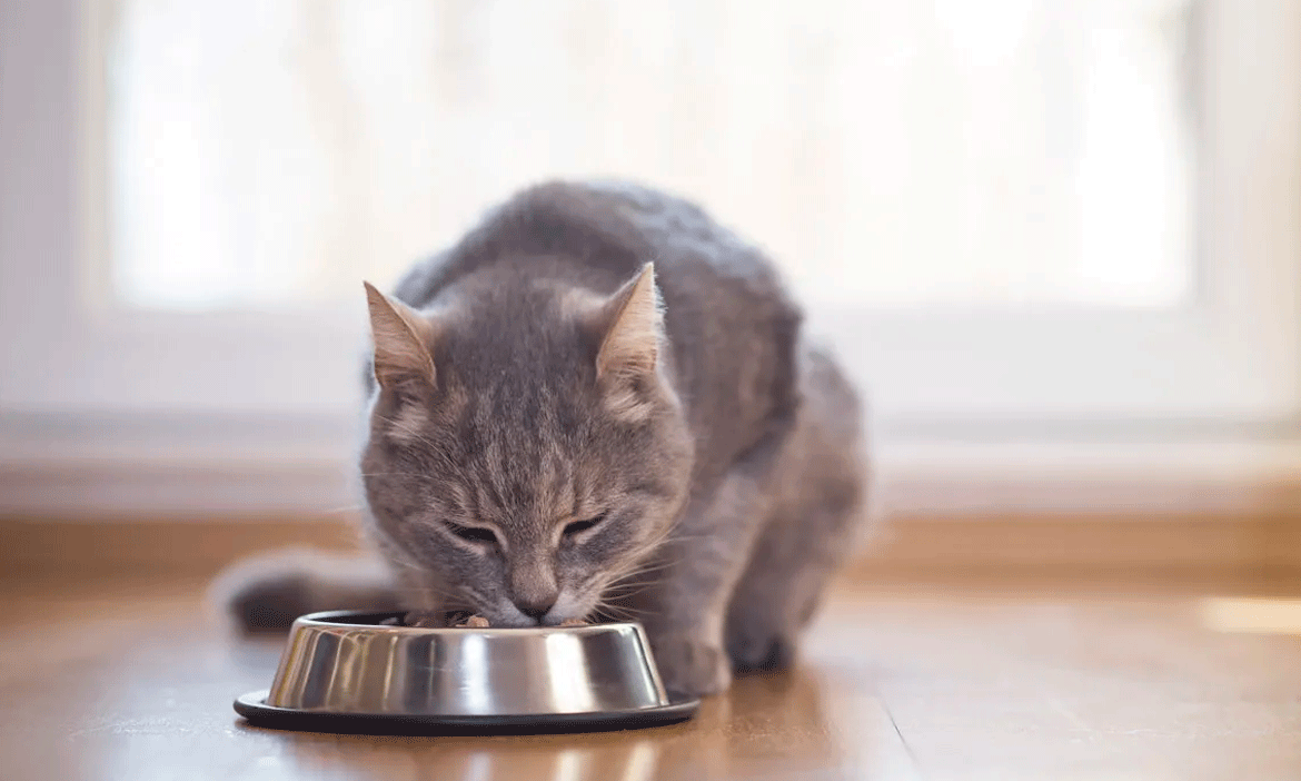 Mejor comida para gatos, según los veterinarios