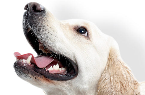 La importancia de la limpieza dental en los perros