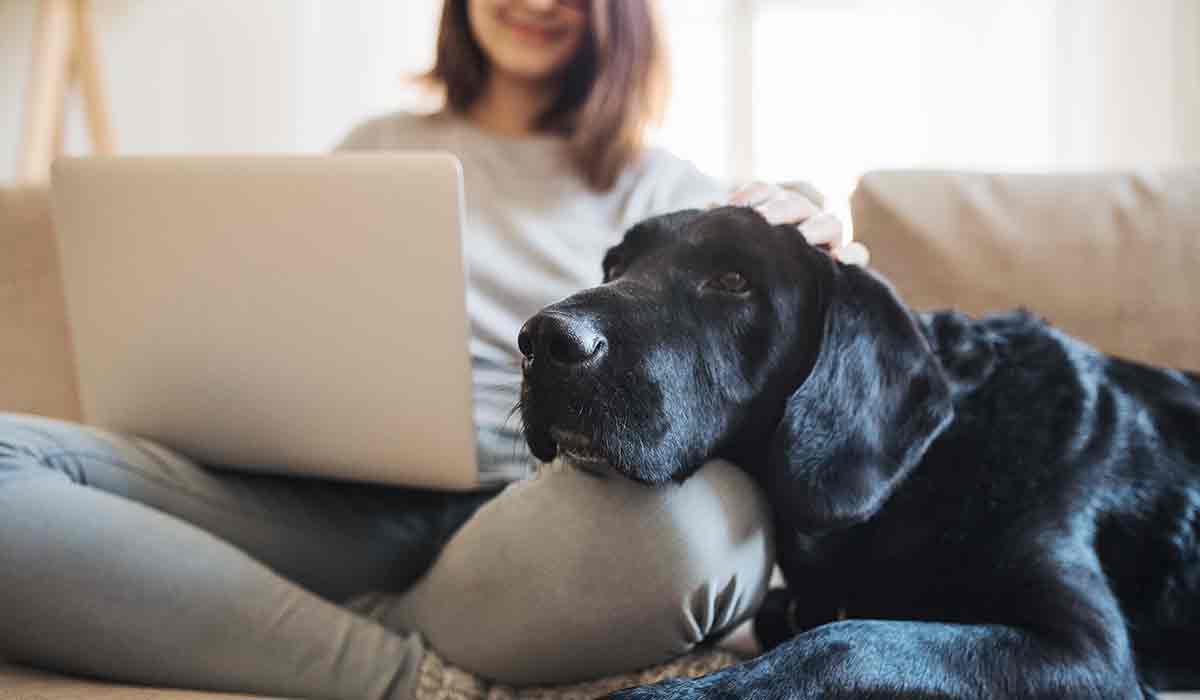 Coronavirus, ¿qué hacer con mi perro durante la cuarentena?