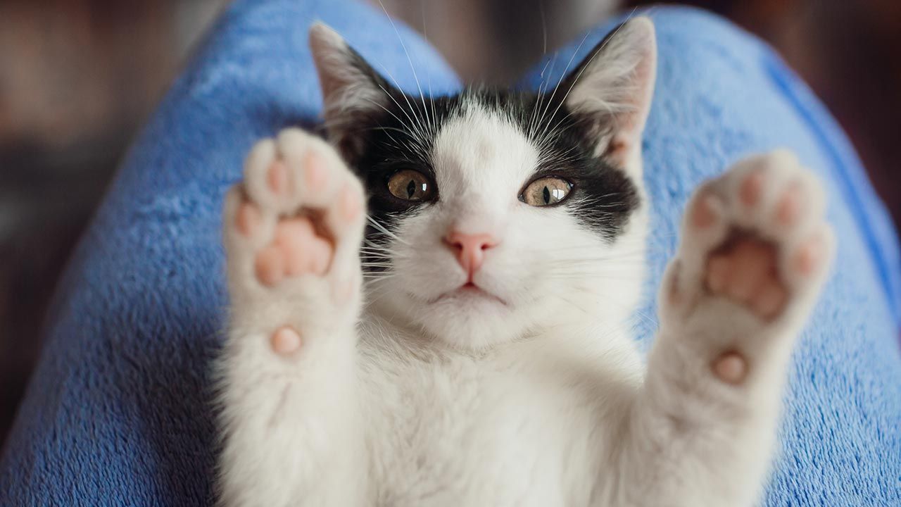 ¿Los gatos son cariñosos?