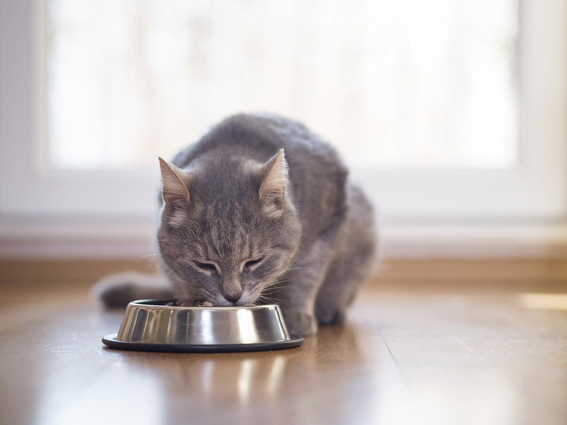 De que se alimentan los gatos